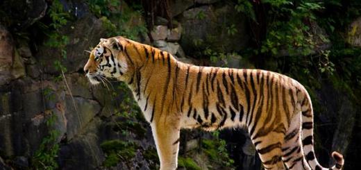 Тигр — самая большая кошка