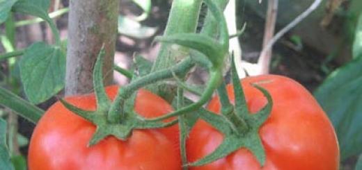 О прививке овощей: огурцы, дыни, томаты с картофелем