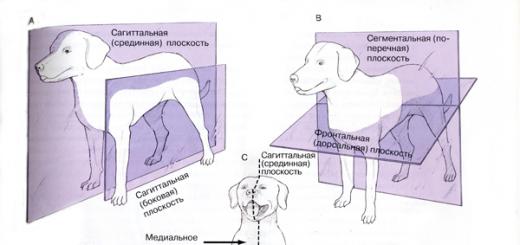 Плоскости, направления и термины, используемые в анатомии при описании строения тела животных